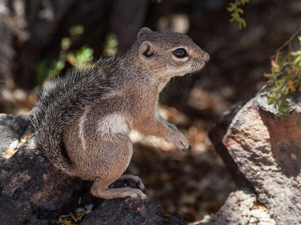 Antelope Ground Squirrel Art Print featuring the photograph Squirrel in summer light by Ruth Jolly