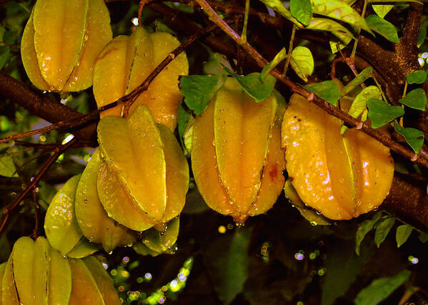 Star Fruit Art Print featuring the photograph Star Fruit by James Temple