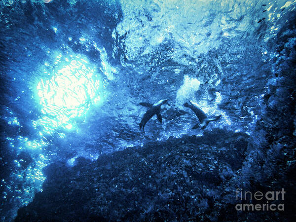 Sea Lion Art Print featuring the photograph Starry Night Under the Waves by Becqi Sherman