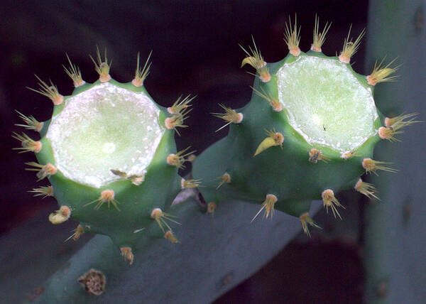 Prickly Art Print featuring the photograph Stickers by Farol Tomson