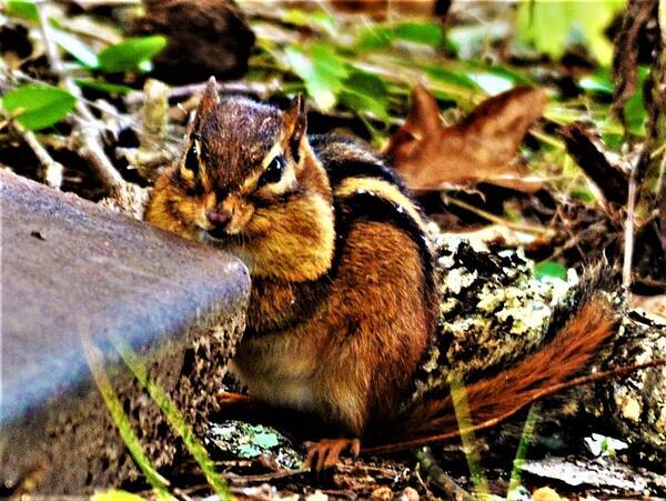 Chipmunk Art Print featuring the photograph Storing for Winter by Chuck Brown