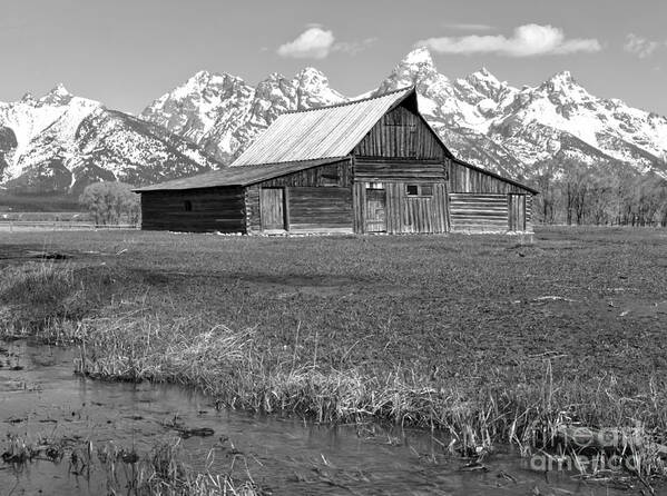 Black And White Art Print featuring the photograph Streaming By The Moulton Barn Black And White by Adam Jewell