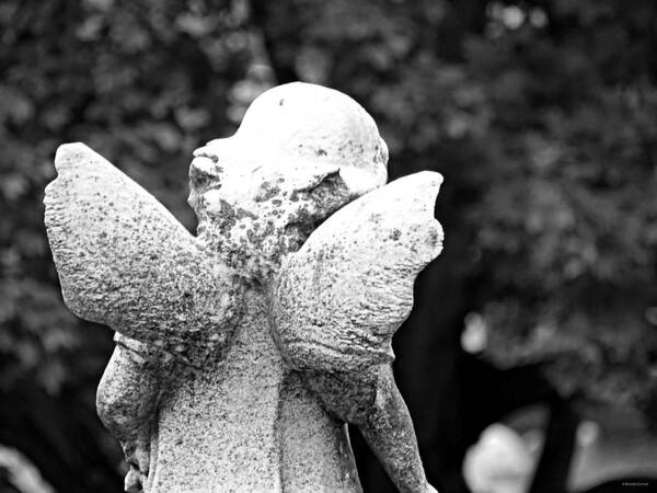 Stubby Little Wings Bw Art Print featuring the photograph Stubby Little Wings BW by Dark Whimsy