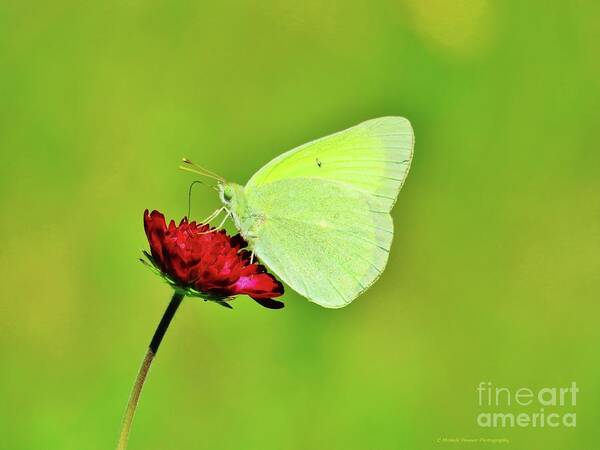 Sulphur Butterfly Art Print featuring the photograph Sulphur Butterfly on Knautia by Michele Penner