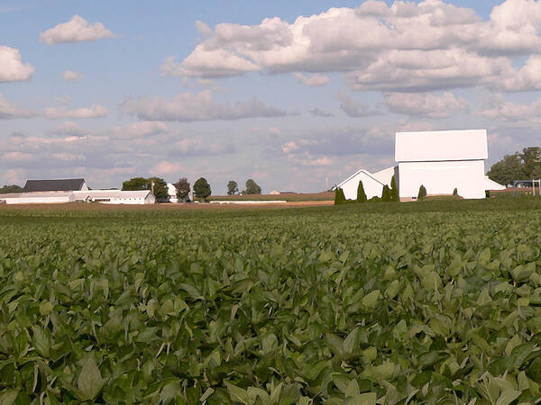 Amish Farm Art Print featuring the photograph Summer Farm by David Bearden