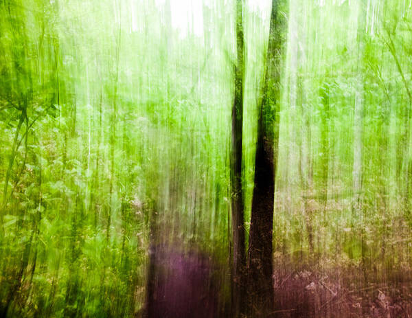 Landscape Art Print featuring the photograph Summer Forest by Alexander Fedin