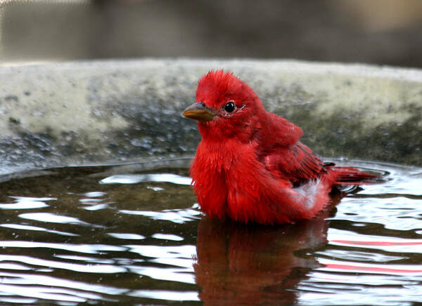 Nature Art Print featuring the photograph Summer Tanager in Bird Bath by Sheila Brown