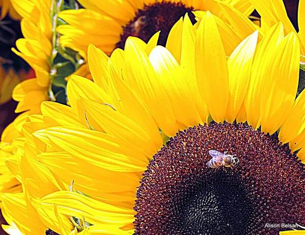 Sunflower Art Print featuring the digital art Sun Flower by Alison Belsan Horton