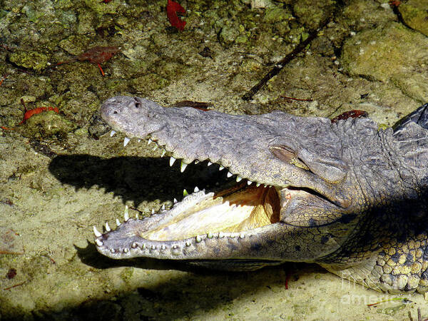 Crocodile Art Print featuring the photograph Sunbathing croc by Francesca Mackenney