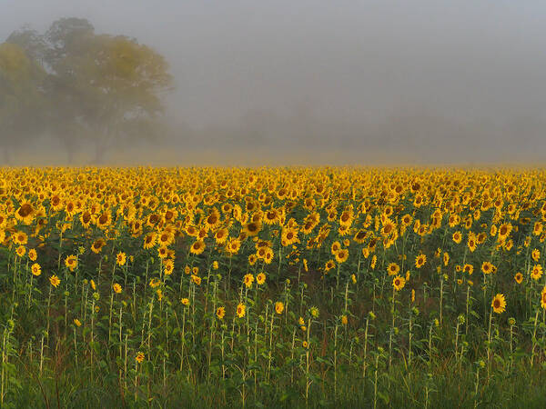 Sunflower Art Print featuring the photograph Sunflower Field on a Foggy Morn by Paula Ponath