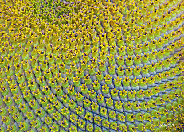 Macro Art Print featuring the photograph Sunflower Heart by Catherine Melvin