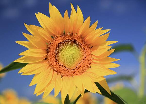 Photosbymch Art Print featuring the photograph Sunflower by M C Hood