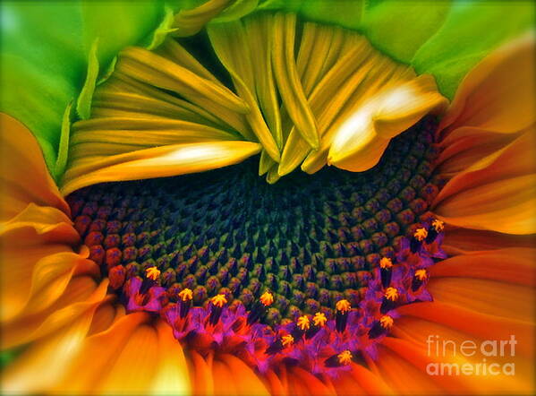 Sunflower Photograph Art Print featuring the photograph Sunflower Smoothie by Gwyn Newcombe