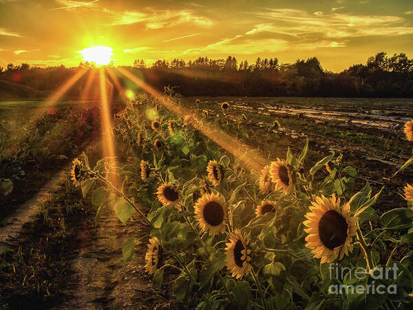 Sunflowers Art Print featuring the photograph Sunflower Sunrays on Long Island, New York by Alissa Beth Photography