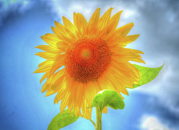 Sunflower Art Print featuring the photograph Sunflowers Make Me Smile by Rodney Campbell