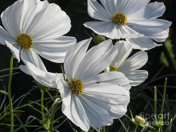 Flower Art Print featuring the photograph Sunlight and White Cosmos by Lili Feinstein