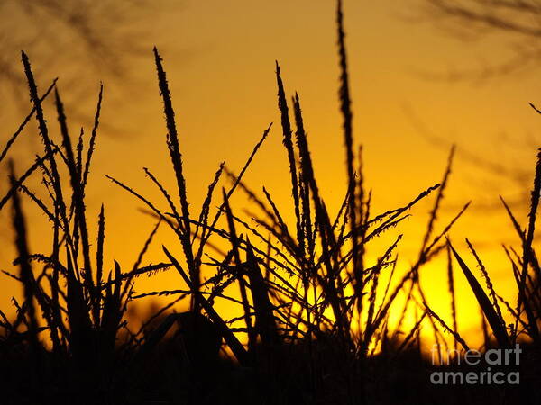 Corn Art Print featuring the photograph Sunset Corn by Erick Schmidt