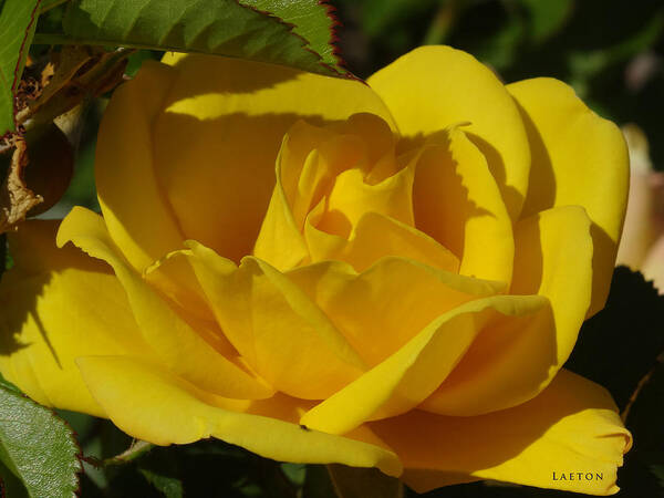 Yellow Rose Art Print featuring the mixed media Sunshine Rose by Richard Laeton