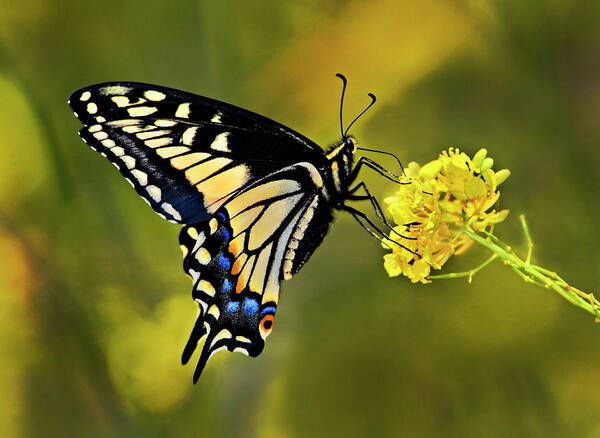 Butterfly Art Print featuring the photograph Swallowtail Butterfly by Armando Picciotto