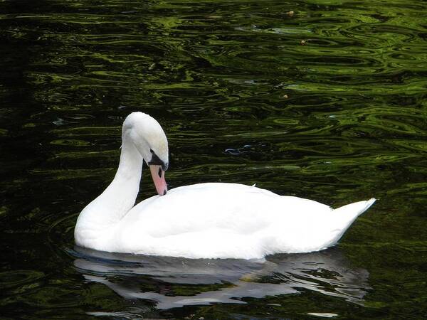 Swan Art Print featuring the photograph Swan May by Manuela Constantin