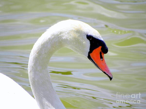 Swan Art Print featuring the photograph Swan Profile by Terri Mills