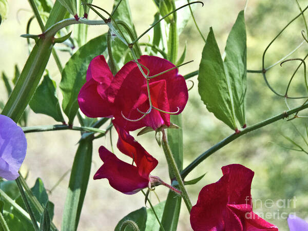 Boyce Thompson Arboretum Art Print featuring the photograph Sweet Peas in the Shade by Kathy McClure