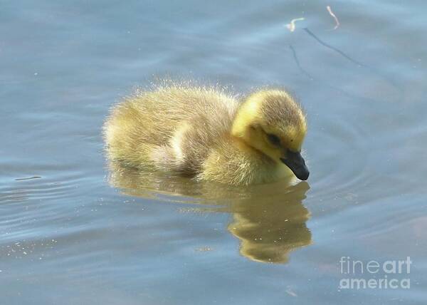 Gosling Art Print featuring the photograph Sweet Swimming Gosling by Carol Groenen