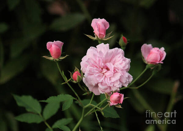Rose Art Print featuring the photograph Sweetheart Roses by Terri Mills