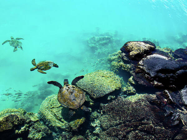 Green Sea Turtle Art Print featuring the photograph Swimming Honu by Christopher Johnson