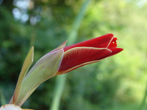 Gladiola Art Print featuring the photograph Sword Lily by Carl Moore