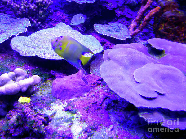 Tropical Art Print featuring the photograph TA Purple Coral and Fish by Francesca Mackenney
