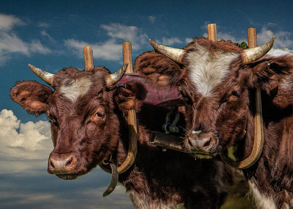 Cattle Art Print featuring the photograph Team of Oxen by Randall Nyhof