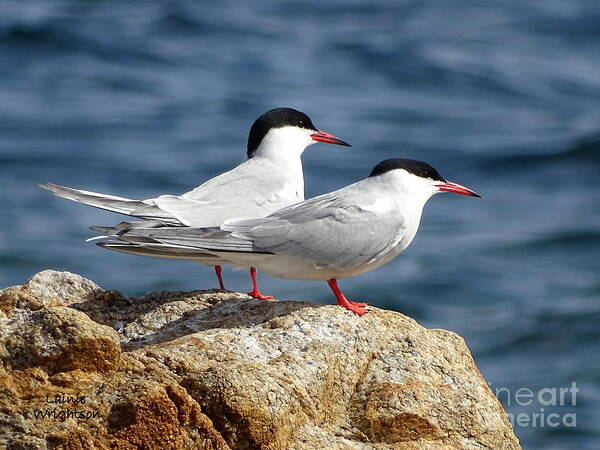 Birds Art Print featuring the photograph Terns On A Rock by Lainie Wrightson