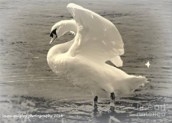 Swan Art Print featuring the photograph The Art Of The Swan by Tami Quigley