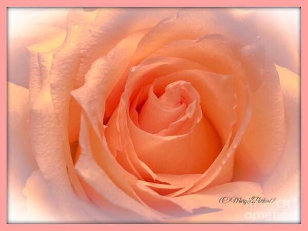 Photograph Art Print featuring the photograph The Beauty Of A Rose copyright Mary Lee Parker 17, by MaryLee Parker