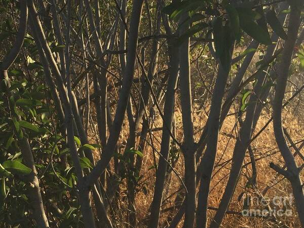 Landscape Art Print featuring the photograph The Clearing Beyond the Thicket by Leah McPhail