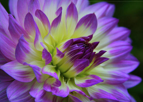 Dahlia Art Print featuring the photograph 695 Dahlia by Kevin Schwalbe