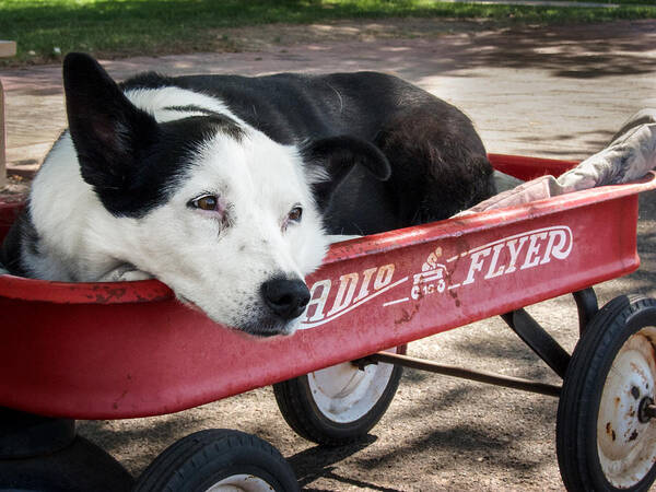 Dog Art Print featuring the photograph The Dog and the Radio Flyer by Mary Lee Dereske