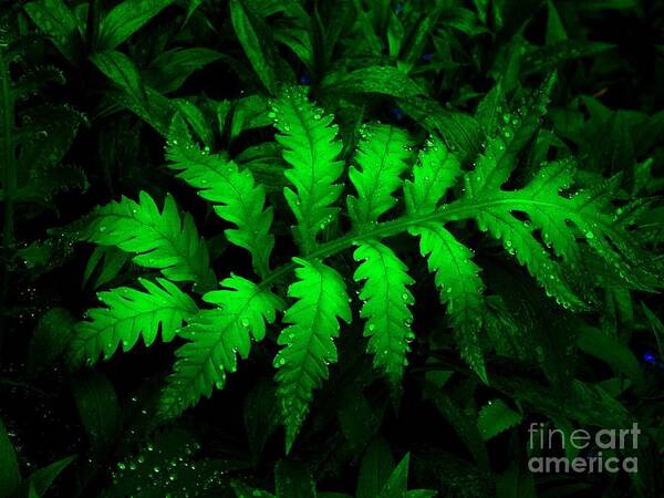 Green Art Print featuring the photograph The Fern by Elfriede Fulda