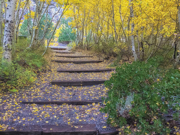 Fall Art Print featuring the photograph The Golden Path 2 by Jonathan Nguyen