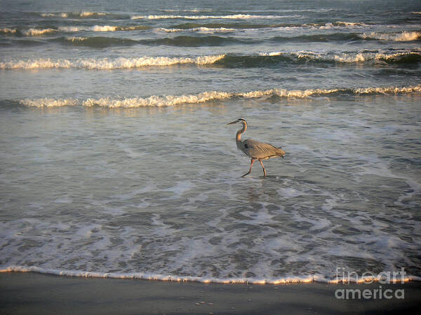 Nature Art Print featuring the photograph The Gulf At Twilight - Going My Way by Lucyna A M Green