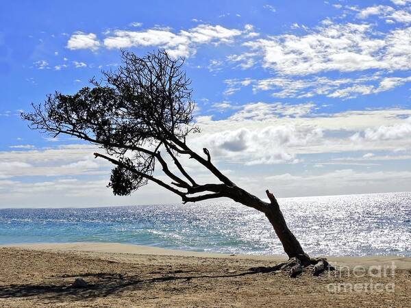 Tree Art Print featuring the photograph The Leaning Tree by Beth Myer Photography