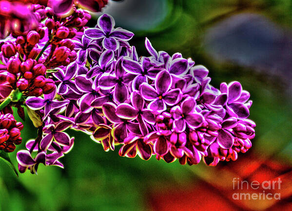 Lilac Art Print featuring the photograph The Lilac by William Norton