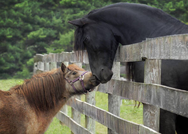 Horses Art Print featuring the photograph The Little Visitor by Fran J Scott