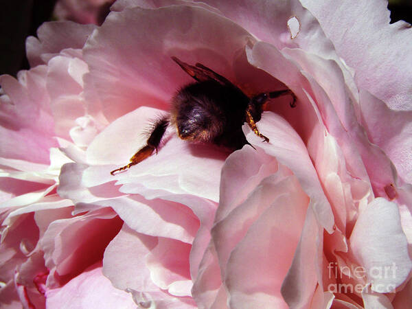Peony Art Print featuring the photograph The Lost Bee by Kim Tran