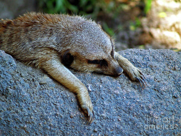 Animal Photography Art Print featuring the photograph The Morning After by Patricia Griffin Brett