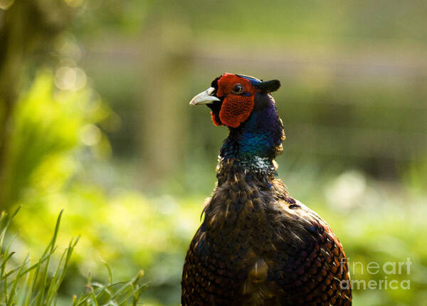 Pheasant Art Print featuring the photograph The Owner Of My Garden by Ang El