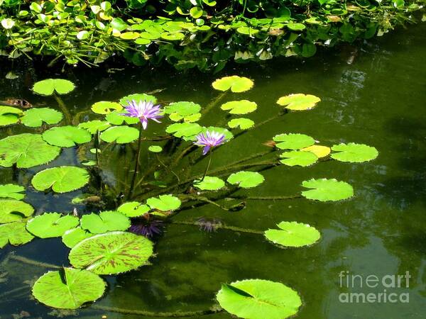 Lily Pad Art Print featuring the photograph The Pond by Robert D McBain