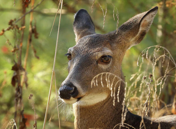Deer Art Print featuring the photograph The Pretty Doe by Duane Cross