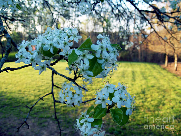 Art Art Print featuring the photograph The Promise of Spring 1c by Ricardos Creations